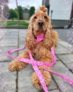 Smycz miejska dla psa "PINK"