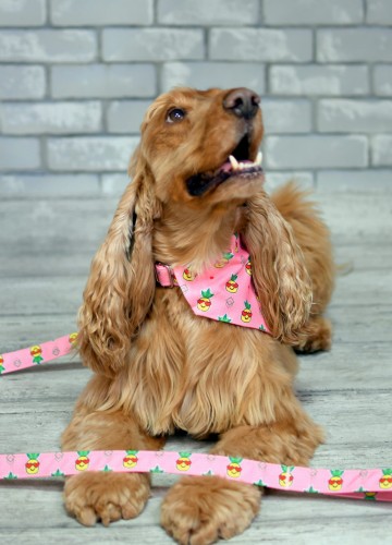 f42439604f60a0bde570e53cf41ed41e