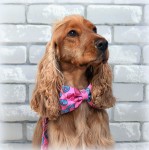 Muszka na obroży "DONUTY"