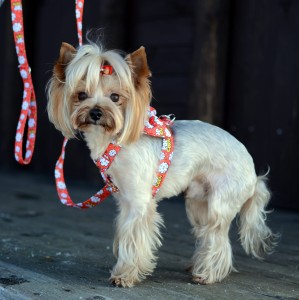 Smycz miejska dla psa "Paws' smell"