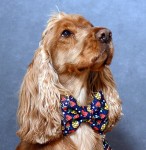 Mucha na obroży  "Cutie Frutti"