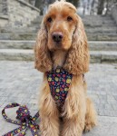 Szelki bezuciskowe "CUTIE FRUTTI"