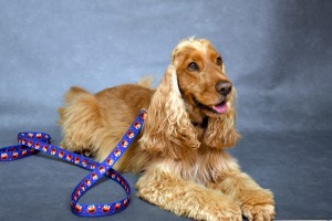 Smycz miejska dla psa "RED MONSTER"